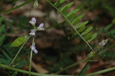 APII jpeg image of Vicia disperma  © contact APII