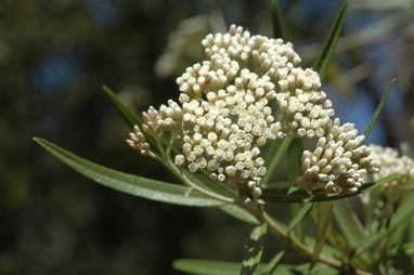 APII jpeg image of Ozothamnus argophyllus  © contact APII