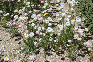 APII jpeg image of Rhodanthe chlorocephala subsp. rosea  © contact APII