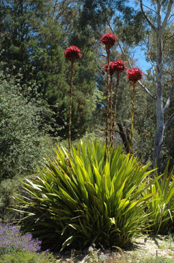 APII jpeg image of Doryanthes excelsa  © contact APII