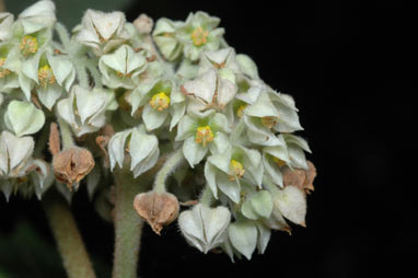 APII jpeg image of Seringia arborescens  © contact APII