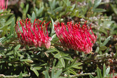 APII jpeg image of Grevillea 'Waikiti Gem'  © contact APII