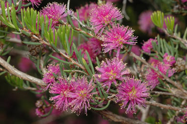 APII jpeg image of Melaleuca scabra  © contact APII