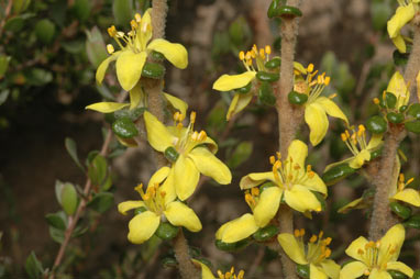 APII jpeg image of Asterolasia trymalioides subsp. villosa  © contact APII