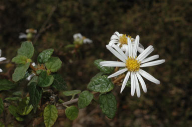 APII jpeg image of Olearia tomentosa  © contact APII