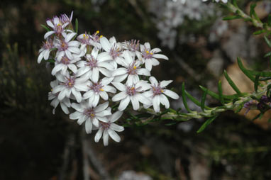 APII jpeg image of Olearia ramulosa  © contact APII