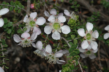 APII jpeg image of Leptospermum rotundifolium  © contact APII