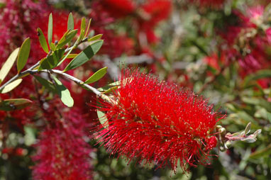 APII jpeg image of Callistemon citrinus 'Firebrand'  © contact APII