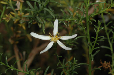 APII jpeg image of Olearia passerinoides subsp. passerinoides  © contact APII