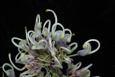 APII jpeg image of Hakea pulvinifera  © contact APII