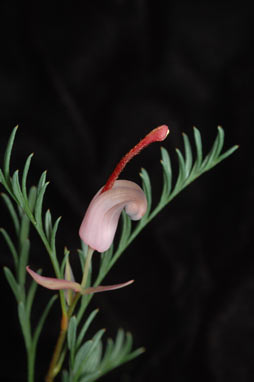 APII jpeg image of Grevillea involucrata  © contact APII