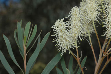 APII jpeg image of Grevillea polybotrya  © contact APII