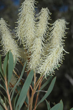 APII jpeg image of Grevillea polybotrya  © contact APII