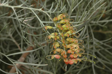 APII jpeg image of Grevillea stenomera  © contact APII