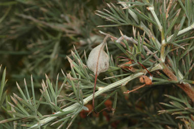 APII jpeg image of Grevillea batrachioides  © contact APII