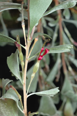 APII jpeg image of Adenanthos cuneatus  © contact APII