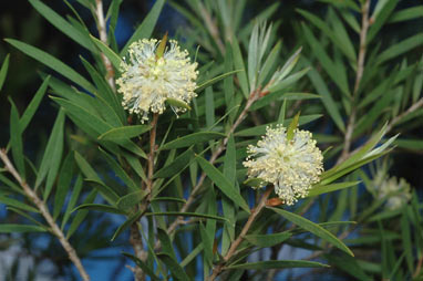 APII jpeg image of Melaleuca croxfordiae  © contact APII