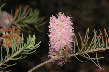 APII jpeg image of Melaleuca subfalcata  © contact APII