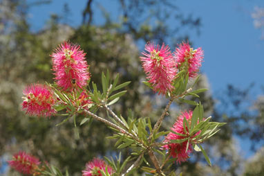 APII jpeg image of Callistemon 'Benjamin'  © contact APII