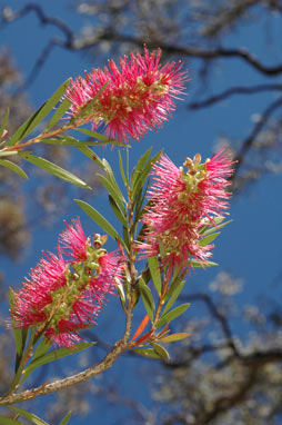 APII jpeg image of Callistemon 'Benjamin'  © contact APII