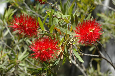 APII jpeg image of Callistemon viminalis 'Pindi Pindi'  © contact APII