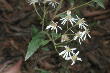 APII jpeg image of Olearia nernstii  © contact APII