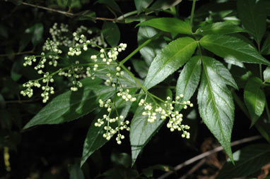 APII jpeg image of Sambucus australasica  © contact APII