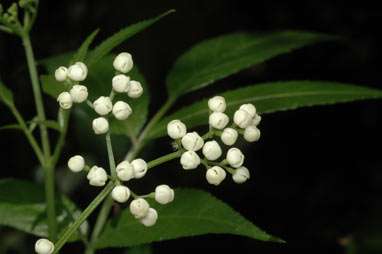 APII jpeg image of Sambucus australasica  © contact APII