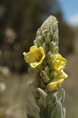 APII jpeg image of Verbascum thapsus subsp. thapsus  © contact APII