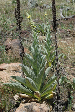 APII jpeg image of Verbascum thapsus subsp. thapsus  © contact APII