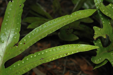 APII jpeg image of Zealandia pustulata subsp. howensis  © contact APII