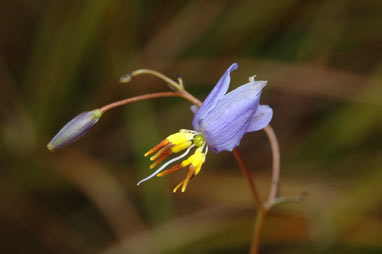 APII jpeg image of Dianella revoluta var. tenuis  © contact APII