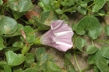 APII jpeg image of Calystegia soldanella  © contact APII