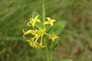 APII jpeg image of Pimelea curviflora var. acuta  © contact APII