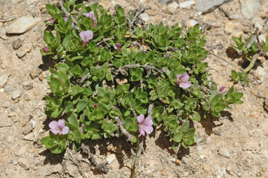 APII jpeg image of Gratiola peruviana  © contact APII