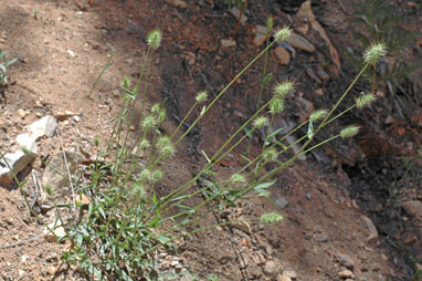 APII jpeg image of Echinopogon ovatus  © contact APII