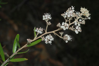 APII jpeg image of Astrotricha ledifolia  © contact APII