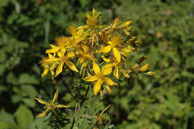 APII jpeg image of Hypericum perforatum subsp. veronense  © contact APII