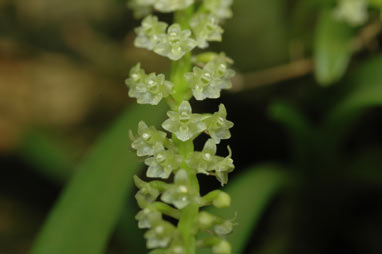 APII jpeg image of Bulbophyllum finetianum  © contact APII