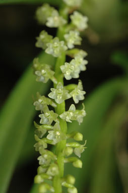 APII jpeg image of Bulbophyllum finetianum  © contact APII