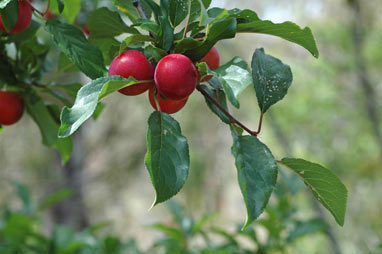 APII jpeg image of Prunus cerasifera  © contact APII