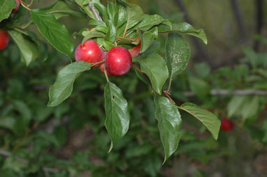 APII jpeg image of Prunus cerasifera  © contact APII