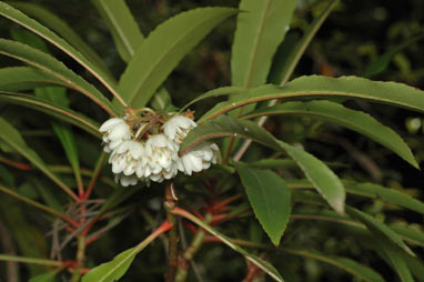 APII jpeg image of Anopterus macleayanus  © contact APII