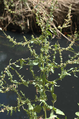 APII jpeg image of Rumex conglomeratus  © contact APII