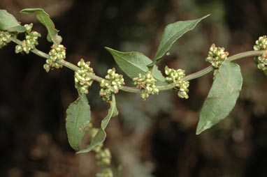 APII jpeg image of Rumex conglomeratus  © contact APII