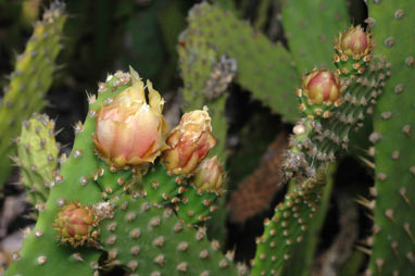 APII jpeg image of Opuntia schickendantzii  © contact APII