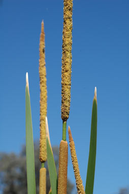 APII jpeg image of Typha domingensis  © contact APII