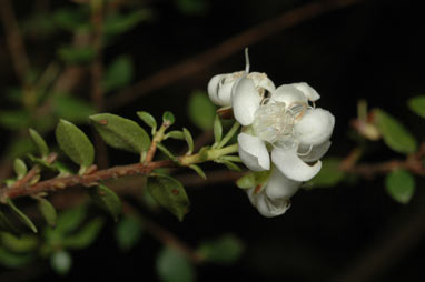 APII jpeg image of Myrceugenia ovata var. ovata  © contact APII