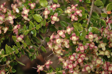 APII jpeg image of Myrceugenia ovata var. ovata  © contact APII