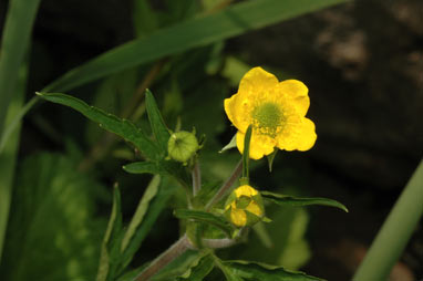 APII jpeg image of Geum urbanum var. strictum  © contact APII